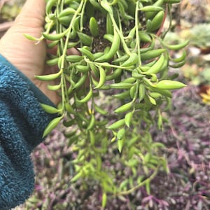 Trailing String of Banana Succulent Curio Radicans Hanging Basket Gift Plant Easy Care Indoor Outdoor Drought Tolerant Decor Houseplant