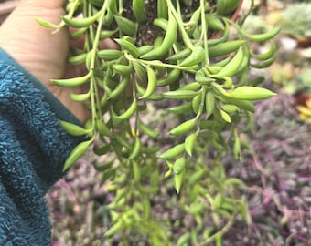 Trailing String of Banana Succulent Curio Radicans Hanging Basket Gift Plant Easy Care Indoor Outdoor Drought Tolerant Decor Houseplant