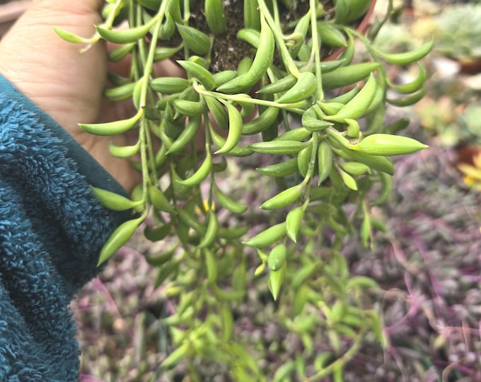 Trailing String of Banana Succulent Curio Radicans Hanging Basket Gift Plant Easy Care Indoor Outdoor Drought Tolerant Decor Houseplant