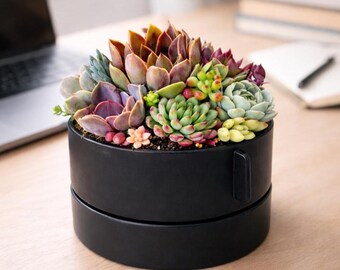 Modern Succulent Centerpiece in Matte Black Ceramic Pot (6”) with Drainage Tray | Minimalist Table Decor for Home