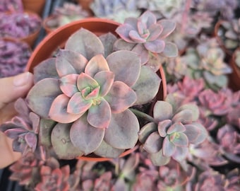 Live Echeveria Chroma Succulent: Pink & Purple Rosette Indoor Plant