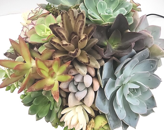 Bulk Succulent Cuttings Propagation Kit – 20 Assorted Live Unrooted Plants for Outdoor Garden DIY & Gifts