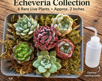 Succulent Propagation Set 6 Rare Echeveria Bare Root Live Plant Bundle Optional Watering Bottle