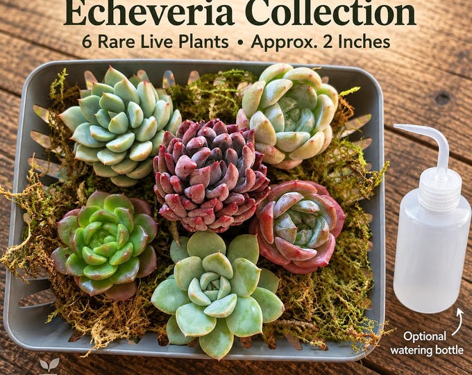 Succulent Propagation Set 6 Rare Echeveria Bare Root Live Plant Bundle Optional Watering Bottle
