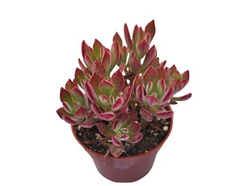 Rare Succulent Echeveria Pulvinata Chenille Red Succulent Plant DIY Table Art Arrangement Fairy Garden Patio Centerpiece Perfect Gift for