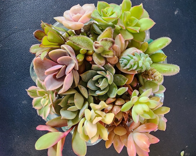 60 Assorted Succulent Cuttings Mystery Box Rare Bulk Propagation Starter Set