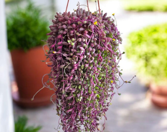 String of Rubies Hanging Succulent – Ruby Necklace Plant in 6-Inch Pot for Home Decor