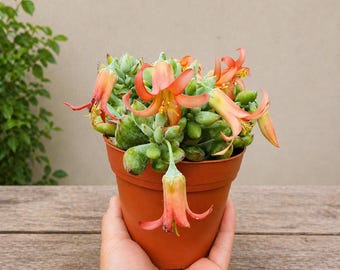 Live Rare Cotyledon Pendens Hanging Succulent Rare Cliff Hanger Trailing Plant