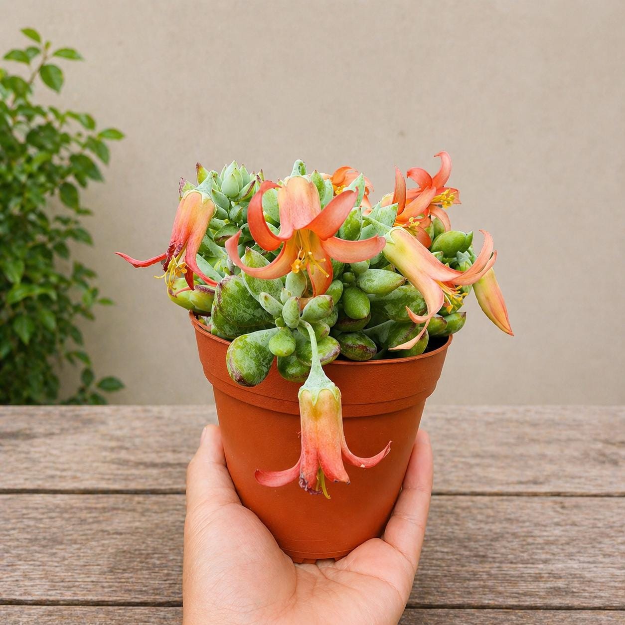 ceramic small plant pots Turtle Planter