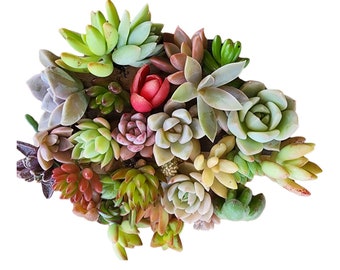 Mini Succulent Cuttings Set: DIY Terrarium Plants, Unrooted Live Bundle