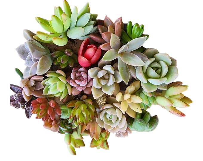 Mini Succulent Cuttings | Desk Decor Gift | DIY Terrarium Plants | Easy Care Tiny Garden Set | Unrooted Live Bundle