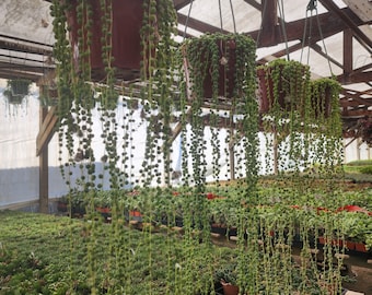 String of Pearls – Long Trailing Succulent Vine for Indoor Decor or Collector Displays