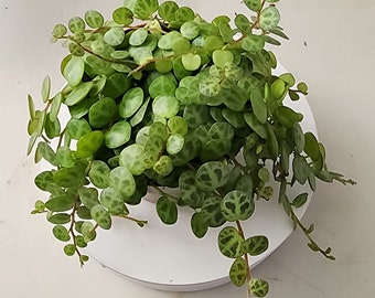 Live String of Turtle Peperomia Prostrata, Stringsof Plant Rare Hanging Succulent Houseplants Live, Best Gift for Plant Collector Gift for