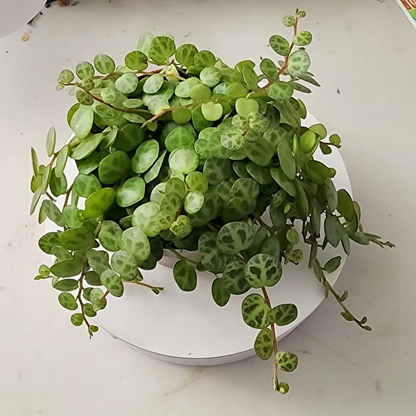 Live String of Turtle Peperomia Prostrata Stringsof Plant Rare Hanging Succulent Houseplants Live Best Gift for Plant Collector Gift for