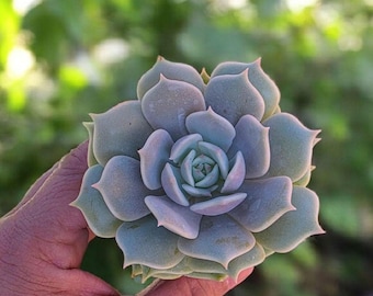 Echeveria Lola Succulent: Live Pink Lilac Rosette - 2 Inch Pot