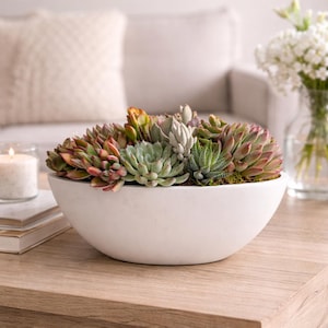 May include: A white, semi-spherical bowl filled with a dense arrangement of various succulents. The plants display a mix of green, light blue, and reddish-pink hues, featuring rosette shapes and pointed leaves, creating a textured, multi-layered botanical display.