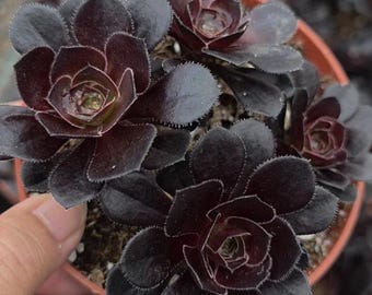 Aeonium Zwartkop Black Rose Succulent Cluster – Dark Burgundy Rosette Live Plant