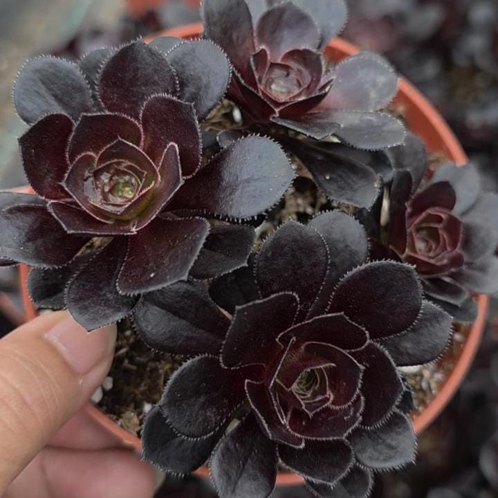 cabbage rose plants for sale Rehab Rose Plant|康复-Pre Sale