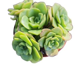Aeonium Lilypad Potted Succulent 4-Inch Rosette Easy Care