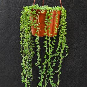 May include: A hanging terracotta pot filled with a String of Pearls succulent. The plant has long, cascading stems covered in small, round, green leaves. The pot is suspended by a red string against a dark background.