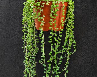 String of Tears Succulent – Live Curio Herreanus Trailing Plant in 6-Inch Hanging Pot