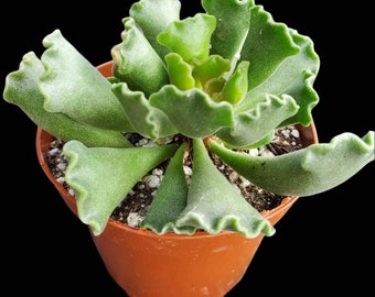 Live Rare Succulent Adromischus cristatus Crinkle-Leaf Plant Key Lime Pie Perfect DIY Fairy Gardens Dish Landscape Home Decor Event Favors