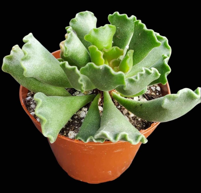 Rare Succulent / Adromischus cristatus / Crinkle-Leaf Plant / Key Lime Pie / Fully rooted / established in 4inch pot 
