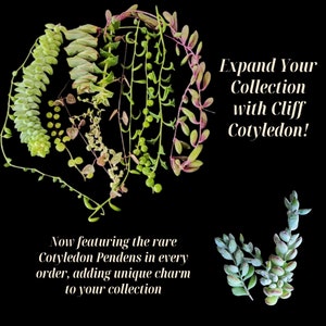 May include: A collection of green and pink succulent plants arranged in a heart shape. The text "Expand Your Collection with Cliff Cotyledon!" is written in white text on a black background. The text "Now featuring the rare Cotyledon Pendens in every order, adding unique charm to your collection" is written in white text on a black background.