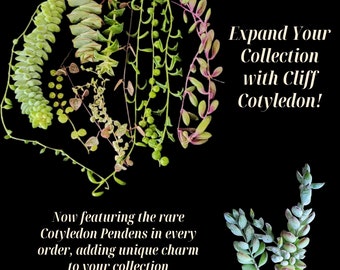 Succulent Cuttings Bulk Pack for Propagation DIY Garden Kit String Plant Mix Trailing Succulent Variety Easy Care Starter Set