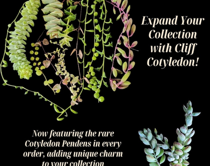 Succulent Cuttings Bulk Pack for Propagation DIY Garden Kit String Plant Mix Trailing Succulent Variety Easy Care Starter Set