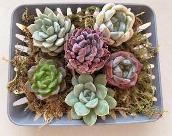 Succulent Propagation Set 6 Rare Echeveria Bare Root Live Plant Bundle Optional Watering Bottle