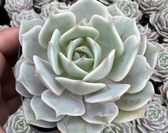 2" Echeveria Lola Succulent Rare Rosette Plant Gift for Plant Lover Easy Care Indoor Tabletop Garden Decor Fairy Arrangement DIY Pot