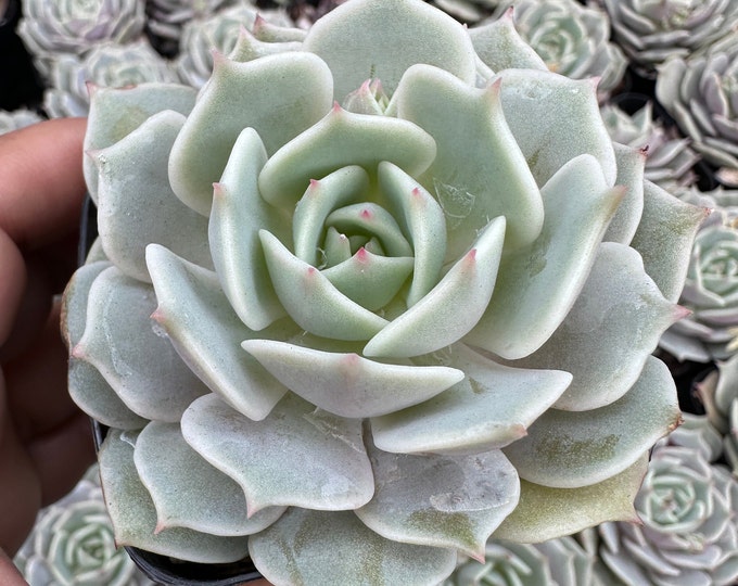 2" Echeveria Lola Succulent Rare Rosette Plant Gift for Plant Lover Easy Care Indoor Tabletop Garden Decor Fairy Arrangement DIY Pot