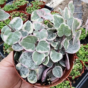 May include: A close-up of a String of Hearts plant in a brown pot. The plant features heart-shaped leaves with green and white variegation, edged with pink. Other plants are visible in the background.