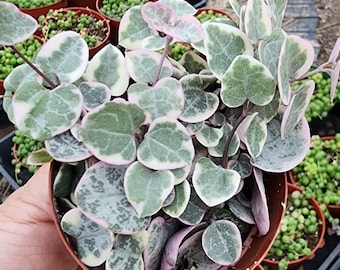Rare Variegated String Of Hearts Plant Live Potted Ceropegia Woodii Heart Succulent Gift Rare Trailing Hanging Plant Decor