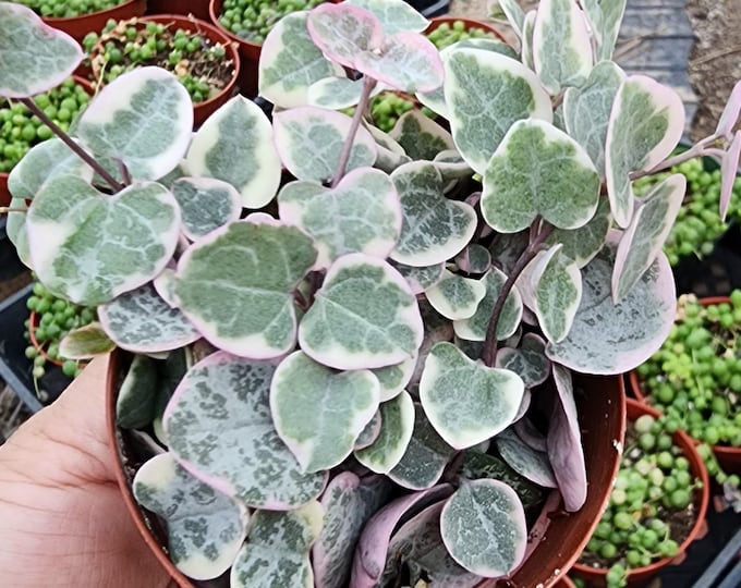 Variegated String of Hearts Long Trailing Live Succulent Plant Indoor Hanging Decor Easy Care Houseplant Gift Plant Lover’s Choice 4inch