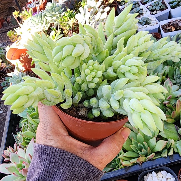 Sedum Morganianum Hybrid, Sedum Burrito Plant, Burrito Succulent, Air Purrfying Plant, Gift for Mom, Gift for Her