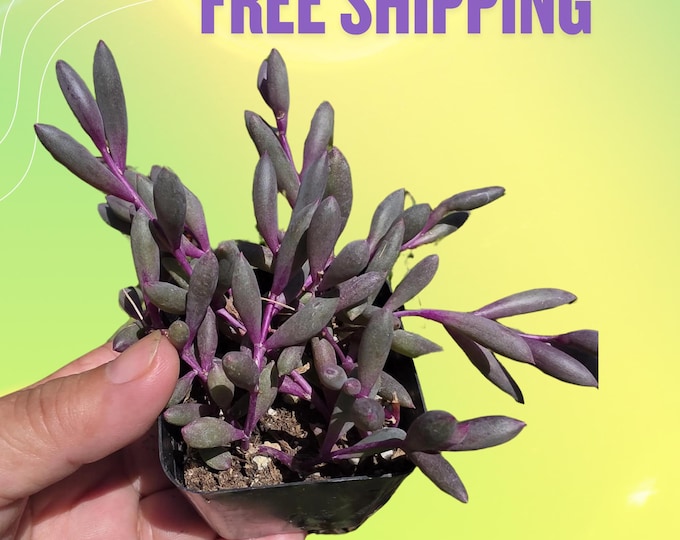 String of Rubies Succulent 2 Inch Live Plant Trailing Ruby Necklace Easy Care Colorful Houseplant Hanging Pot Fast Ship Unique Gift Idea