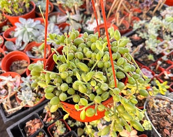 String Of Watermelon Hanging Succulent Trailing Indoor Plant Easy Care Gift
