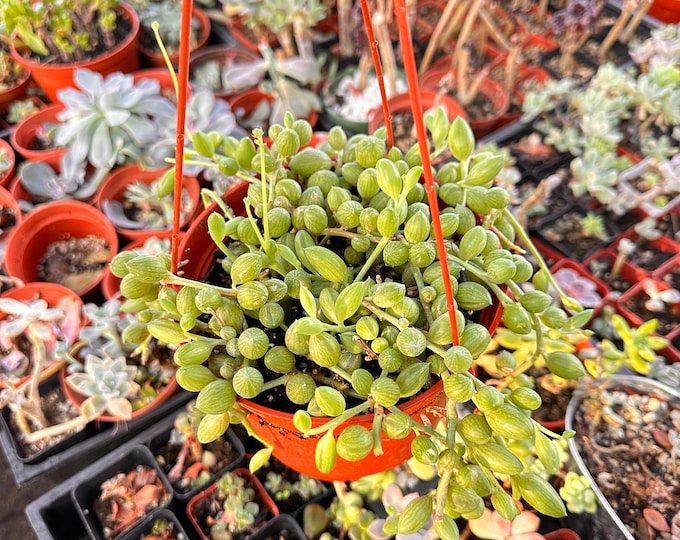 String Of Watermelon Hanging Succulent Trailing Indoor Plant Easy Care Gift