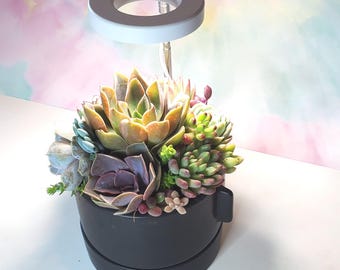 Live Succulent Arrangement with LED Grow Light – Black Ceramic Pot Tabletop Decor Gift