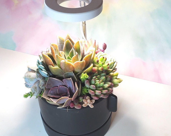 Live Succulent Arrangement with LED Grow Light – Black Ceramic Pot Tabletop Decor Gift
