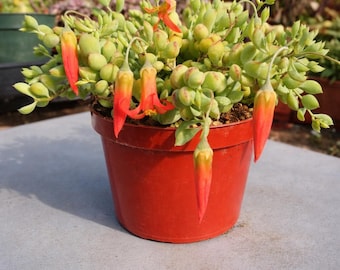 Trailing Succulent Cotyledon Pendens: Live Hanging Plant, Easy Care Houseplant, Drought Tolerant