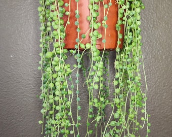 Extra Long String of Pearls Trailing Succulent Plant Gift Rare Hanging Houseplant Decor for Succulent Lover Indoor Outdoor Basket