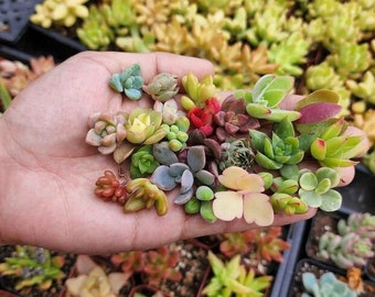 30 Mini Assorted Succulent Cuttings, DIY Fairy Garden Supply, Succulent Plants, Succulent Giftfor Her Plant Lovers, Succulent Bulk Gift for