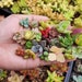 see more listings in the Live Succulent Cuttings section