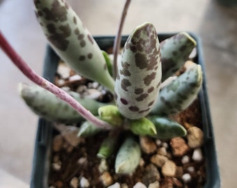 Live Adromischus filicaulis Rare Frilly Leaf Potted Succulent Houseplants Live Plants Easy to Grow Plants Gift for Plant Collectors - 4"