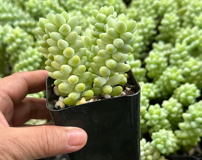 Sedum Morganianum Live Burro's Tail Trailing Succulent Hanging Basket Plant Fairy Garden Accent Dish Garden Decoration Gift for Plant Lovers