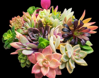 Assorted Colorful Succulent Cuttings Kit for DIY Terrariums and Propagation