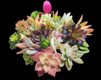 Assorted Colorful Succulent Cuttings Kit for DIY Terrariums and Propagation